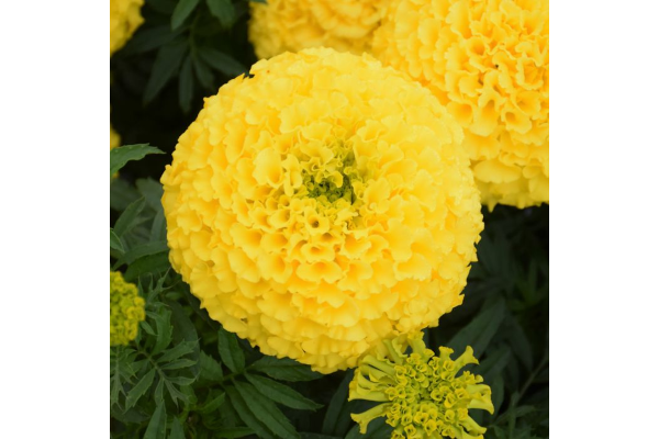 606T/36MARIGOLD MARVEL YELLOW