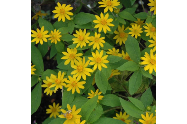 606T/36MELAMPODIUM SHOWSTAR YLW