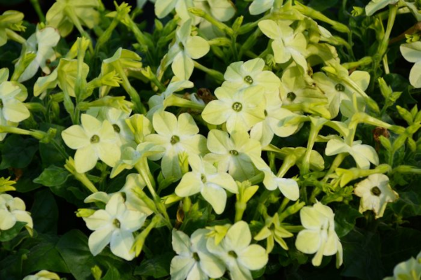 606T/36NICOTIANA LIME
