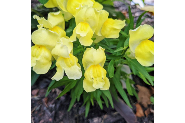 606T/36SNAPDRAGON DWARF YELLOW