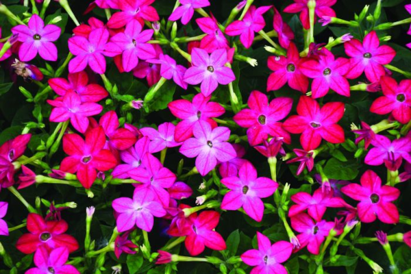 606T/36NICOTIANA ROSE