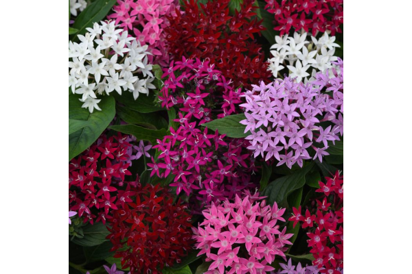 306T/18PENTAS LUCKY STAR MIX