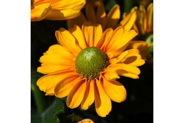 304T/12RUDBECKIA AMARILLO GOLD