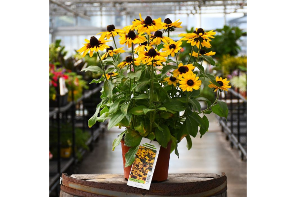 304T/12RUDBECKIA PAWNEE SPIRIT