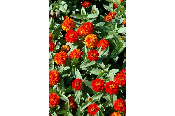 606T/36ZINNIA PROFSN DBLFIRE