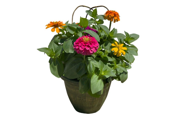 TUB11"ZINNIA-MAGNIFCNT MAGELLN