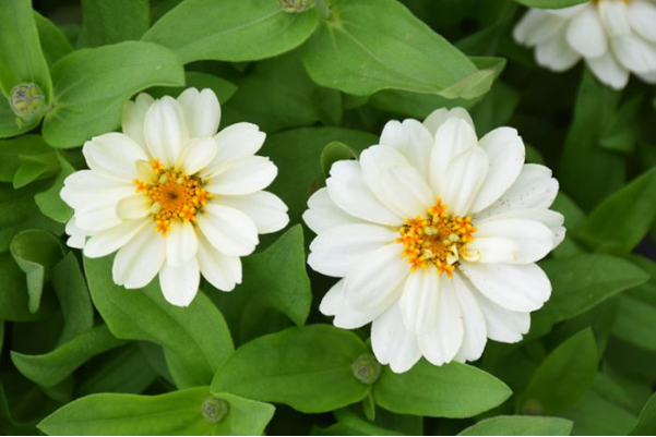 606T/36ZINNIA PROFSN DBLWHITE