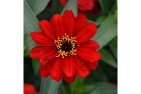 606T/36ZINNIA PROFSN DBL RED