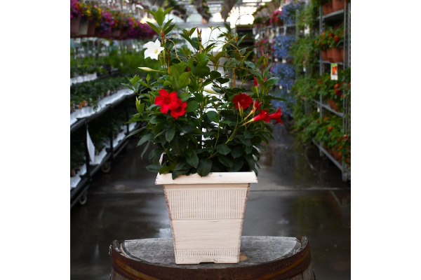 TUB10"MANDEVILLA MIX