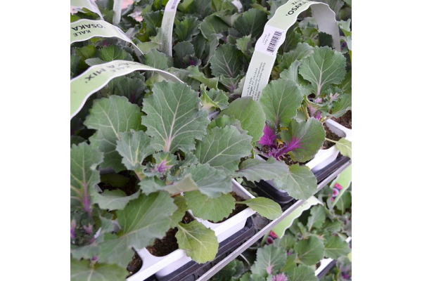 606T/36KALE OSAKA MIX