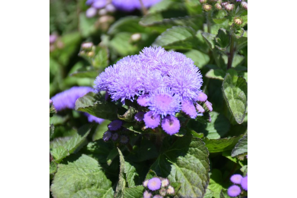 606T/36AGERATUM ALOHA BLUE