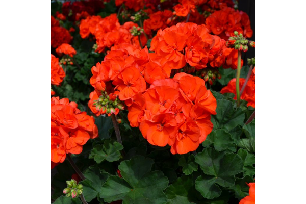 4.75T/10GERAN MOJO ORANGE