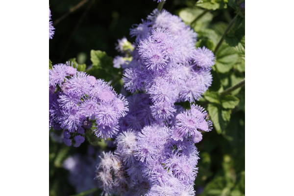 606T/36AGERATUM BLUEHORIZON