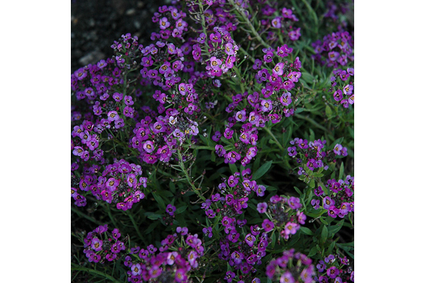 606T/36ALYSSUM PURPLESHADES