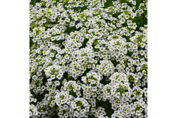 606T/36ALYSSUM WHITE