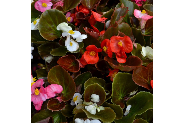 606T/36BEGONIA BRONZELEAF MIX