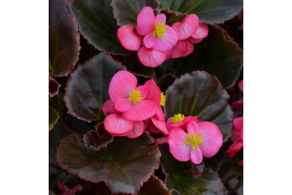 606T/36BEGONIA BRONZELEAF ROSE