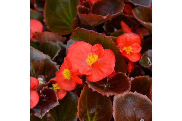606T/36BEGONIA BRONZELEAF RED