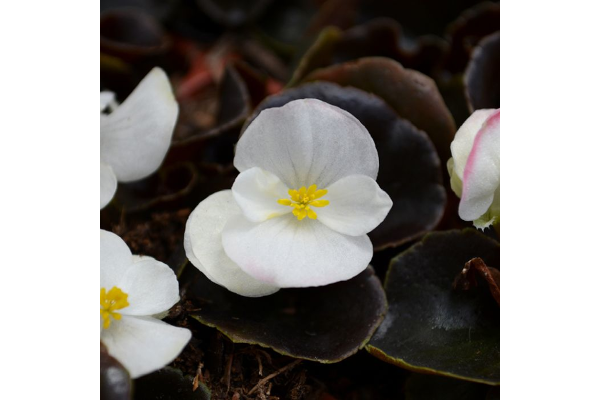 606T/36BEGONIA BRONZELEAF WHITE