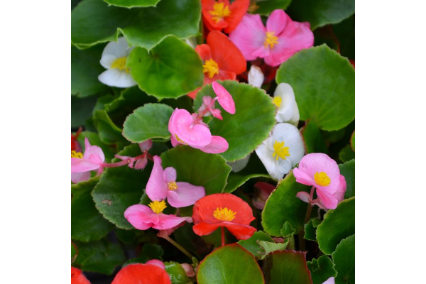 606T/36BEGONIA GREENLEAF MIX