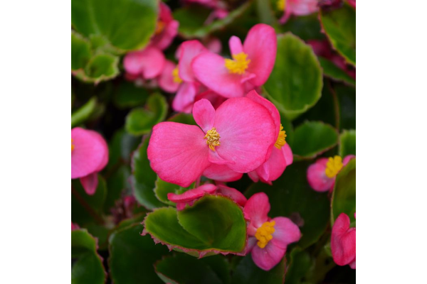 606T/36BEGONIA GREENLEAF ROSE