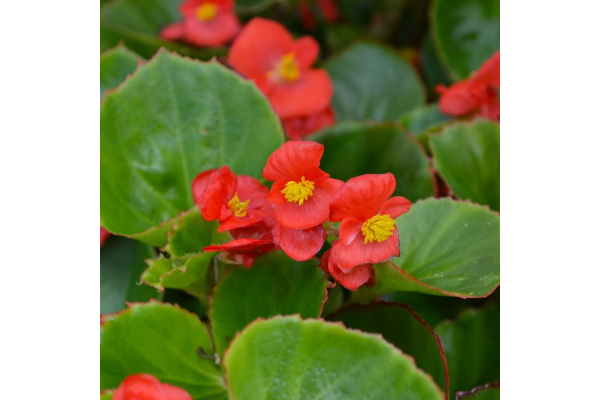 606T/36BEGONIA GREENLEAF RED