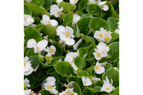 606T/36BEGONIA GREENLEAF WHITE