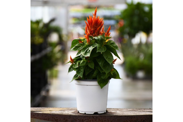 606T/36CELOSIA FLAMMA ORANGE