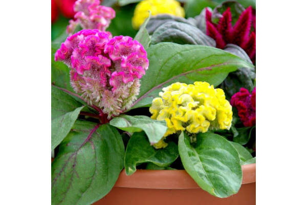 606T/36CELOSIA BRAINIAC MIX