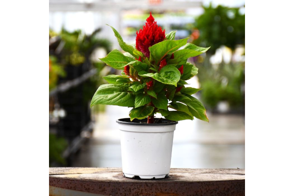 606T/36CELOSIA FLAMMA RED
