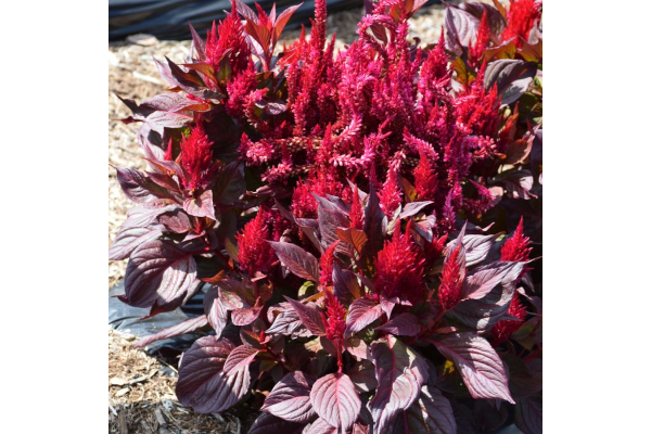 606T/36CELOSIA NEW LOOK RED