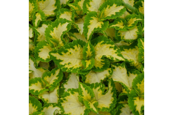 606T/36COLEUS WIZARD JADE