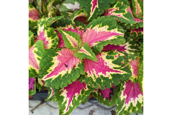 606T/36COLEUS WIZARD ROSE
