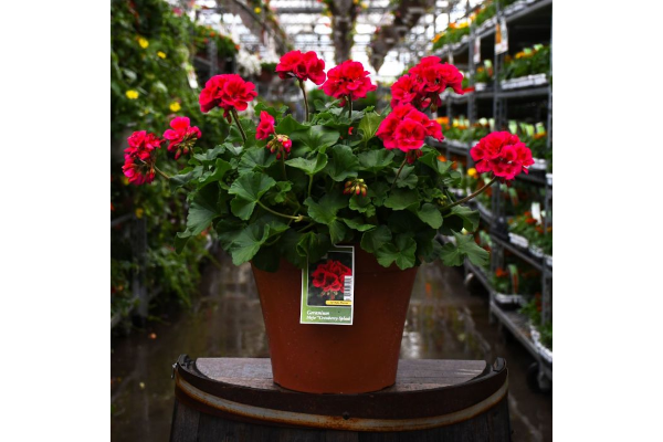 TUB12"GERANIUM MOJO CRAN SPLASH
