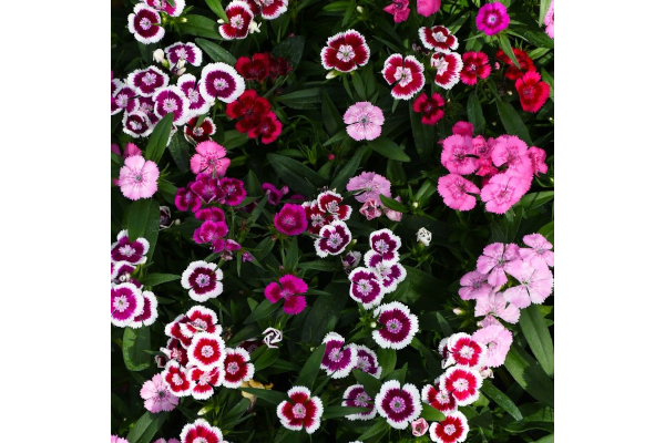 606T/36DIANTHUS DIABUNDA MIX