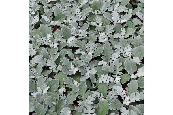606T/36DUSTY MILLER SILVER DUST