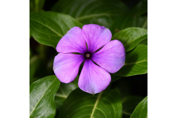 606T/36VINCA TATTOO BLUEBERRY