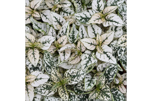 606T/36HYPOESTES WHITE