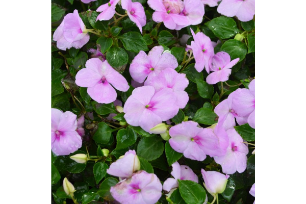 606T/36IMPATIENS BLUE PEARL
