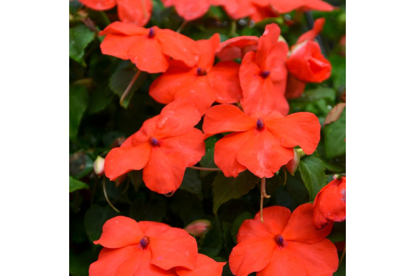606T/36IMPATIENS ORANGE