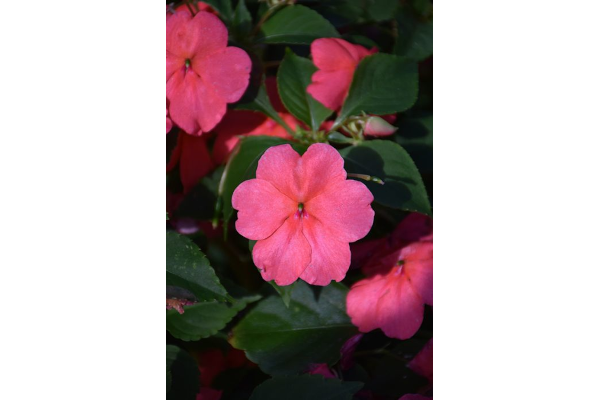606T/36IMPATIENS CORAL