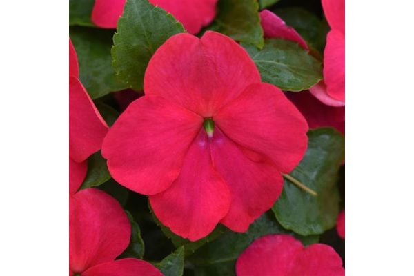 606T/36IMPATIENS LIPSTICK
