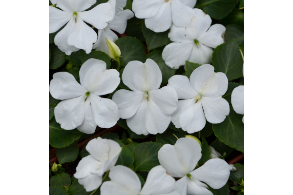 606T/36IMPATIENS WHITE