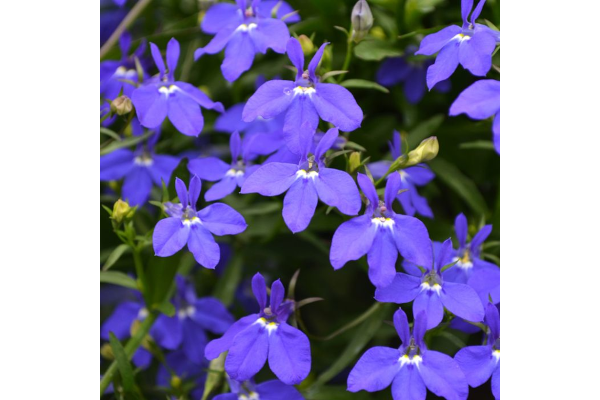 606T/36LOBELIA RIVIERA MDNT BLU
