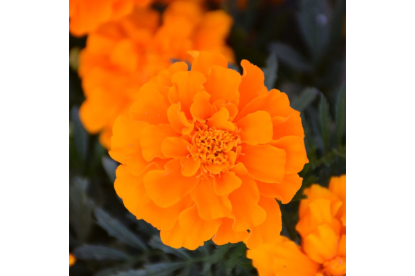 606T/36MARIGOLD DURANGO ORANGE