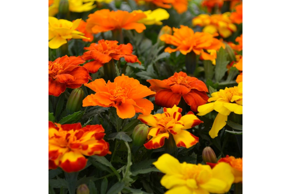 606T/36MARIGOLD DURANGO MIX