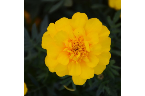 606T/36MARIGOLD DURANGO YELLOW