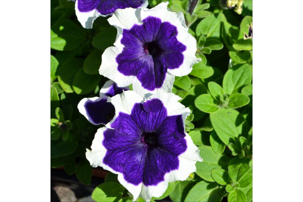 606T/36PETUNIA HULAHOOP BLUE