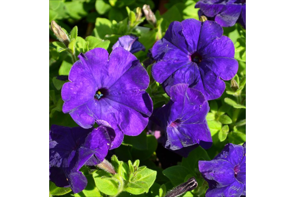 606T/36PETUNIA HURRAH BLUE