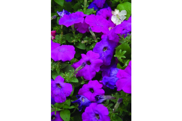 606T/36PETUNIA HURRAH LAV TIEDYE